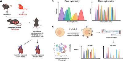 Characterization of fetal microchimeric immune cells in mouse maternal hearts during physiologic and pathologic pregnancies